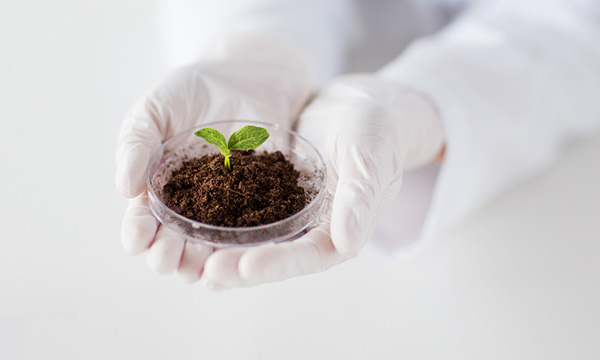 손, 새싹 이미지